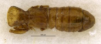 Media type: image;   Entomology 27502 Aspect: habitus dorsal view